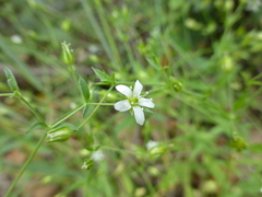 Arenarieae