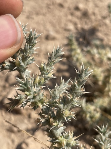 Cornulaca aucheri