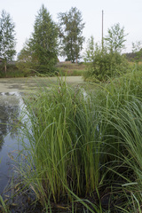 Carex acuta