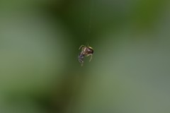 Neottiura bimaculata