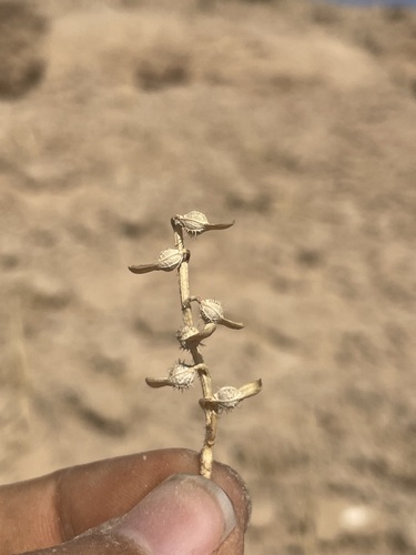 Ward's Weed