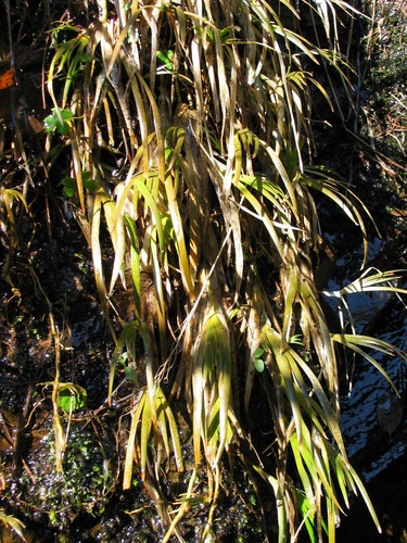 Narthecium reverchonii (Narthecium reverchonii)