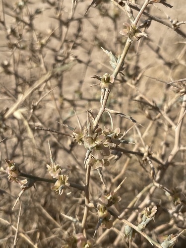 Short-pointed Saltwort