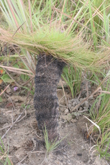 Bulbostylis paradoxa