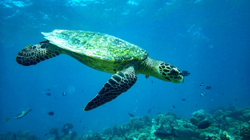 Hawksbill Sea Turtle — seen at this dive site