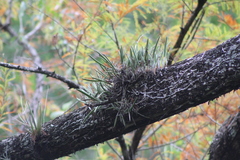 Brassavola