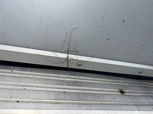Gray Walkingstick