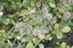 Porophyllum