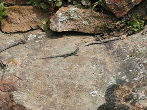 Podarcis tiliguerta