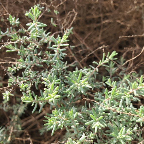 Bush Seepweed foliage
