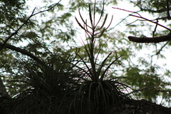 Tillandsia fasciculata