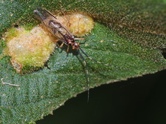 Amphipsocidae