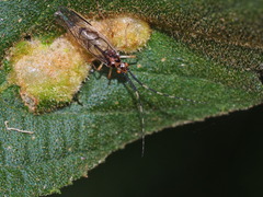 Amphipsocidae