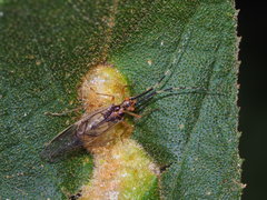 Amphipsocidae
