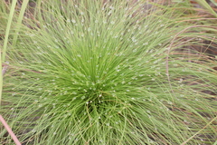 Bulbostylis paradoxa