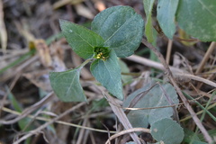 Calyptocarpus vialis