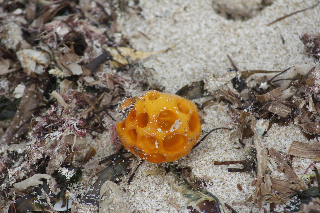 orange ball sponge