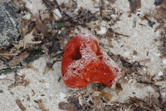 Dragmacidon lunaecharta