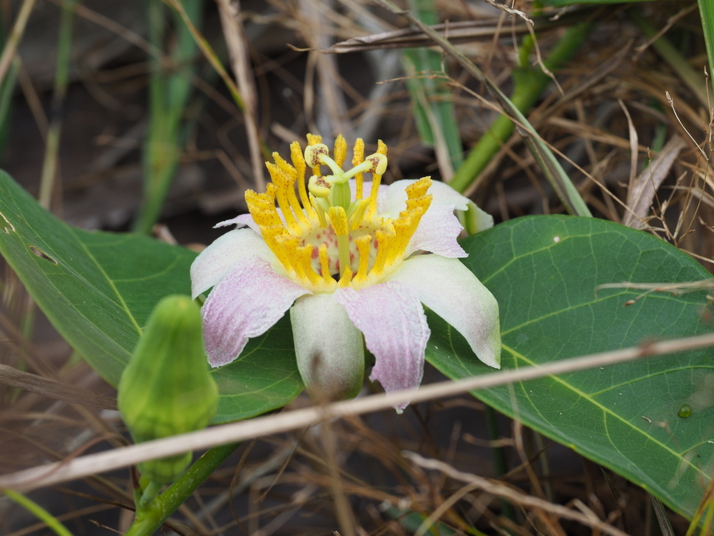 Passiflora hexagonocarpa