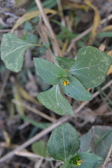 Calyptocarpus vialis