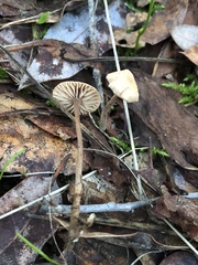 Mycetinis copelandii