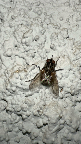 Unknown species found near E Stanton Ave, Columbus, OH, US