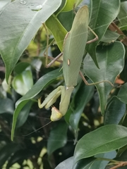 Hierodula tenuidentata