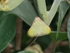 Hierodula tenuidentata