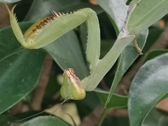 Hierodula tenuidentata