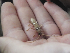 Eburia quadrigeminata