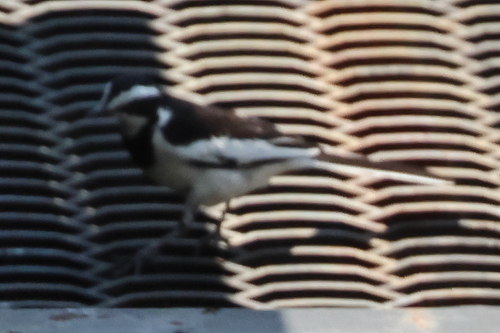 African Pied Wagtail