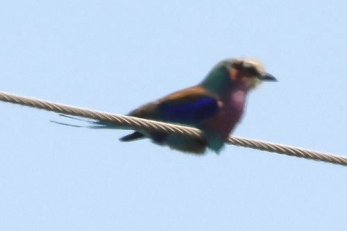 Lilac-breasted Roller