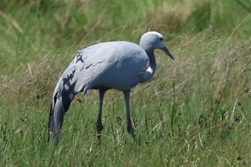 Blue Crane