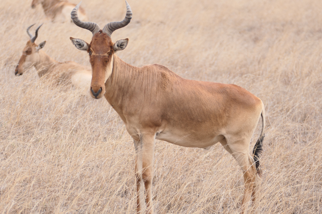 Coke’s hartebeest, Serengeti, Tanzania, photographed by Rebecca Chan