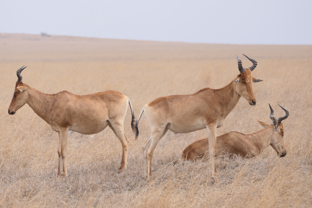 Coke’s hartebeest, Serengeti, Tanzania, photographed by Rebecca Chan