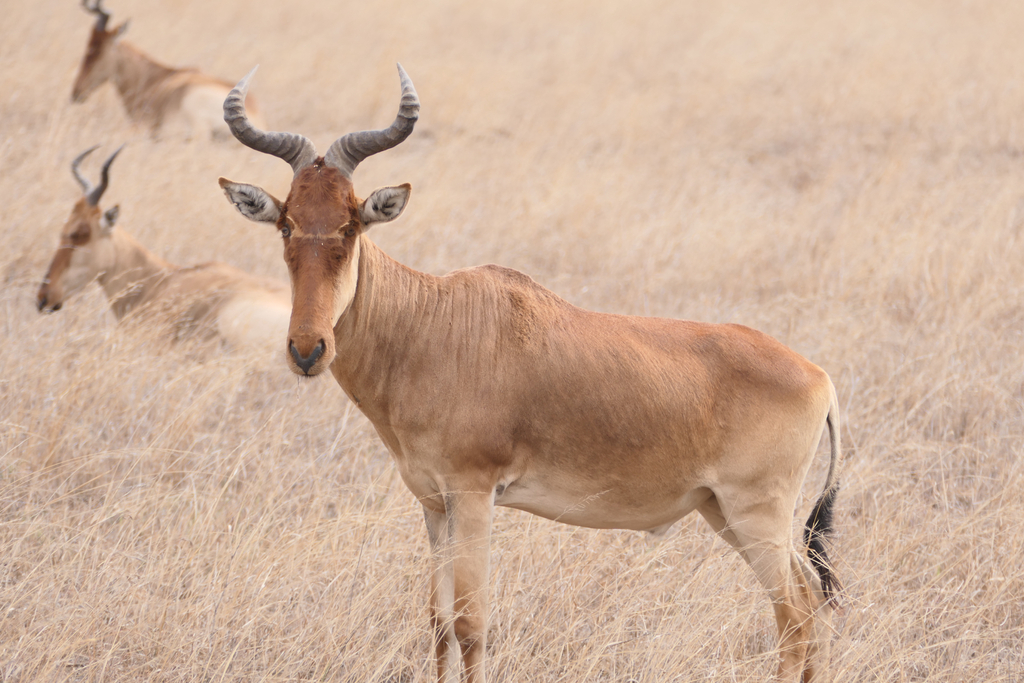Coke’s hartebeest, Serengeti, Tanzania, photographed by Rebecca Chan