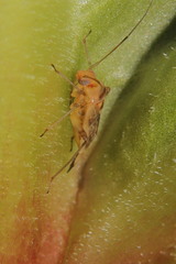 Diomocoris