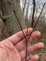 Cornus sericea sericea
