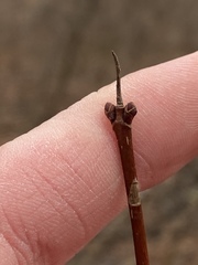 Cornus sericea sericea