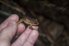Pristimantis permixtus