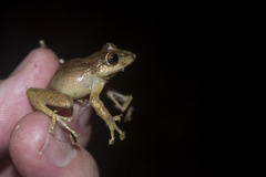 Pristimantis permixtus