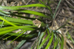 Pristimantis permixtus