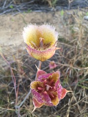 Calochortus weedii intermedius