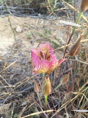 Calochortus weedii intermedius