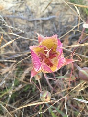 Calochortus weedii intermedius
