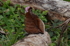 Historis odius odius