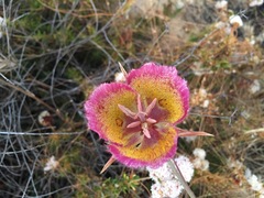Calochortus weedii intermedius