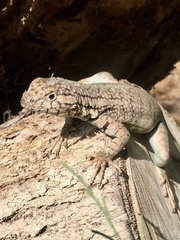 Microlophus theresioides