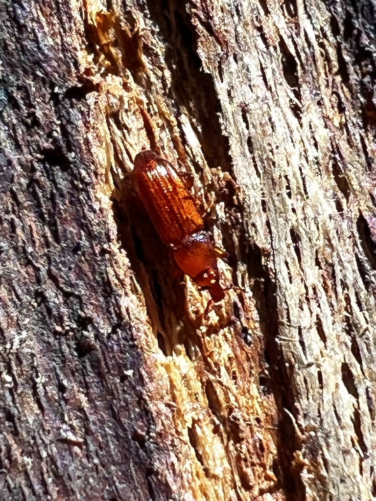 Micromimus corticalis
