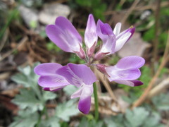 Astragalus sinicus
